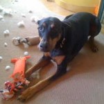 DestructoDog